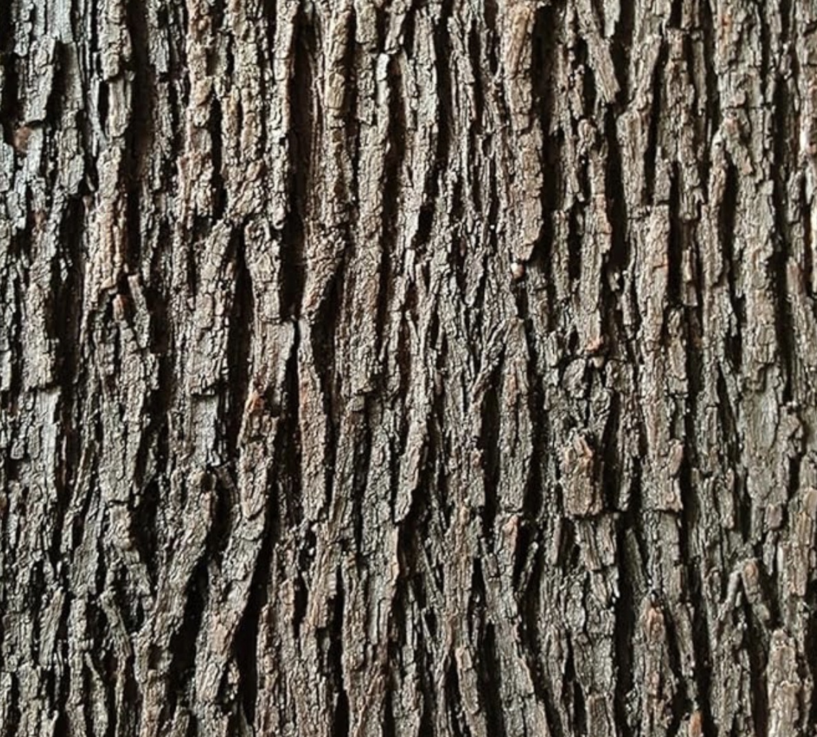Gnarled%20Bark