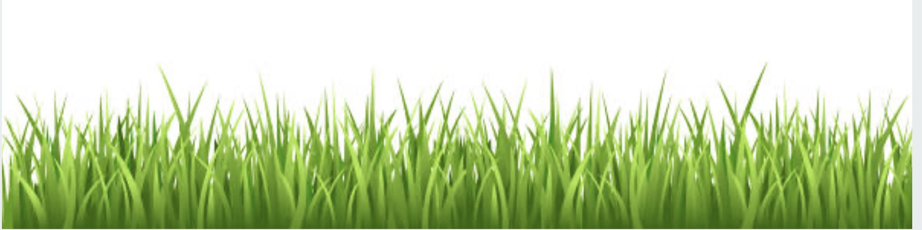 Grass Sward Close up