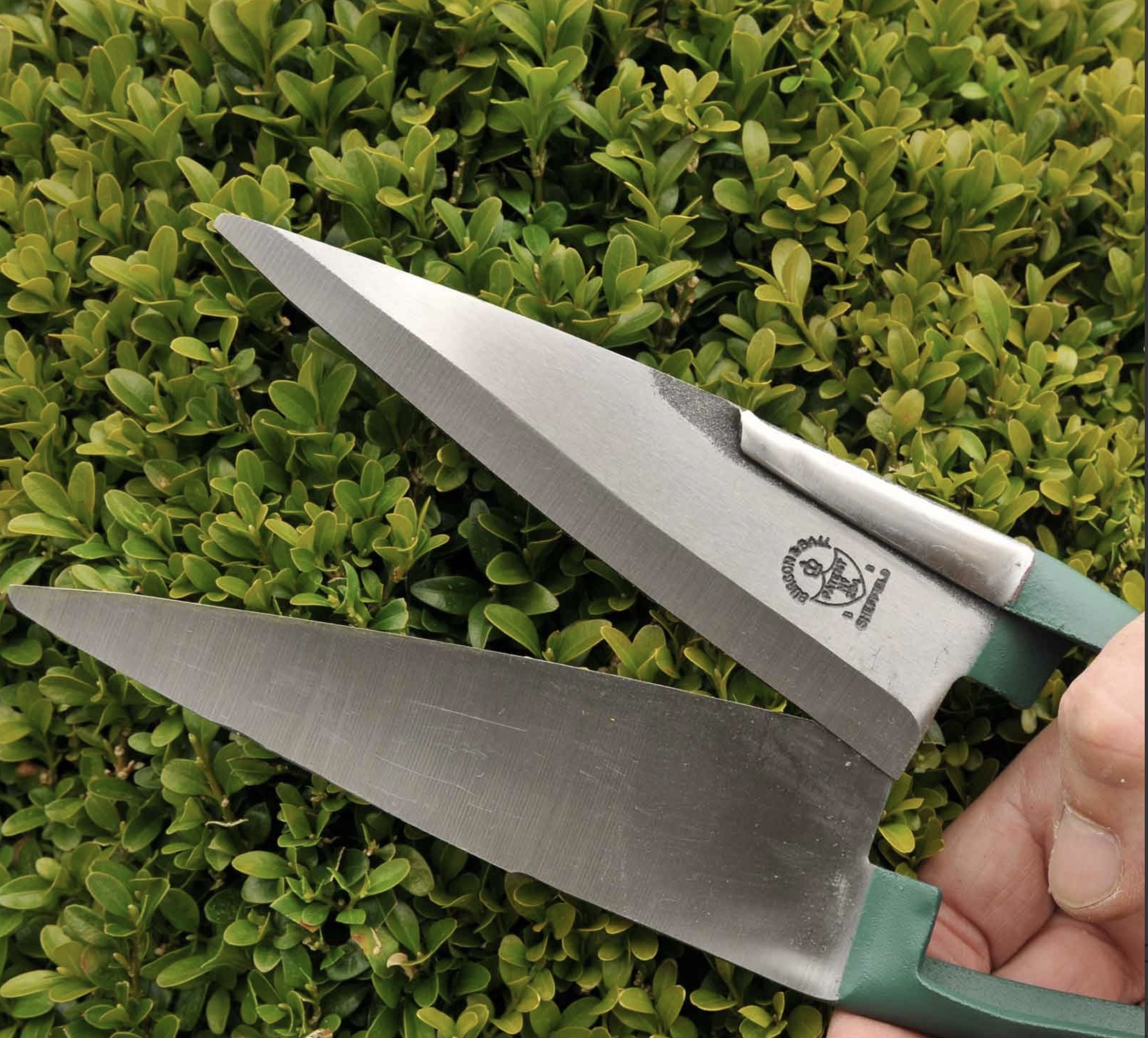 Dagging Shears Topiary Clipping